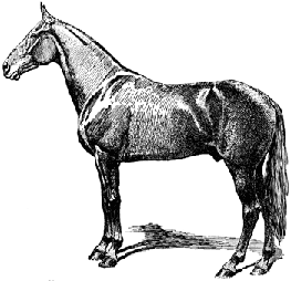 HorseBW_4