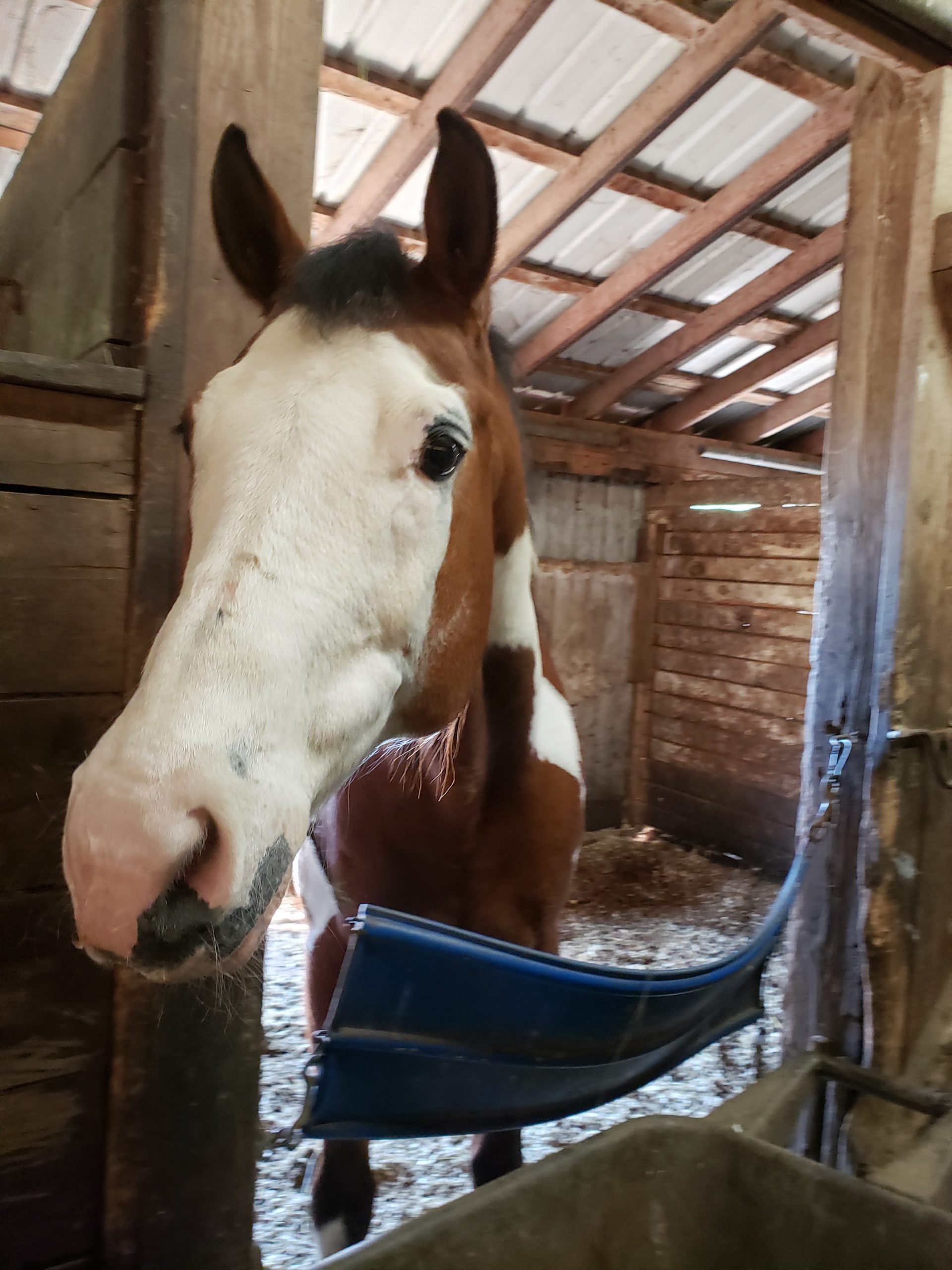 English Riding Lesson Program Second Chance Thoroughbreds, Inc. English Riding Lesson Program Second Chance Thoroughbreds, Inc.