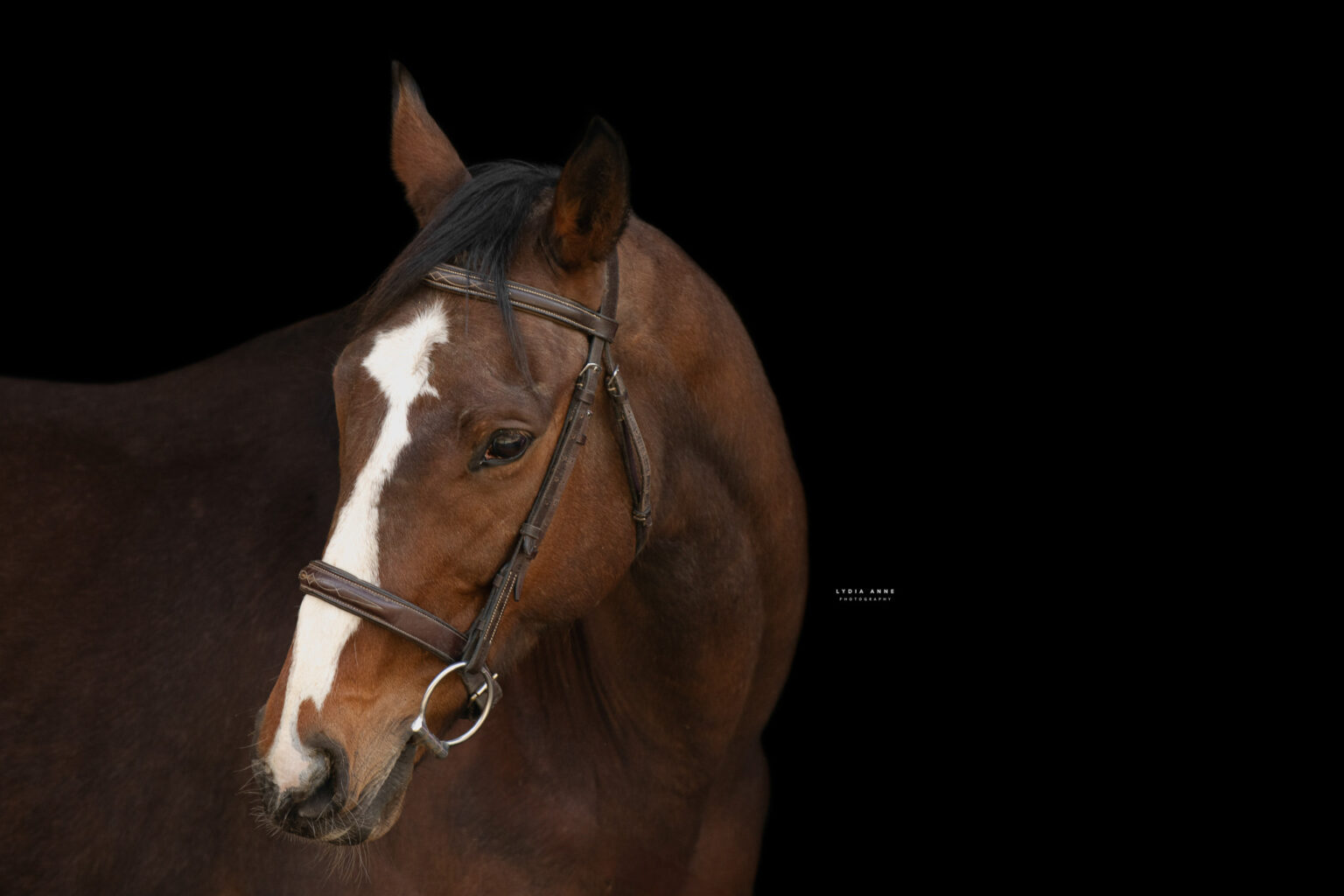 Second Chance Thoroughbreds, Inc. | Known for their athleticism, heart ...
