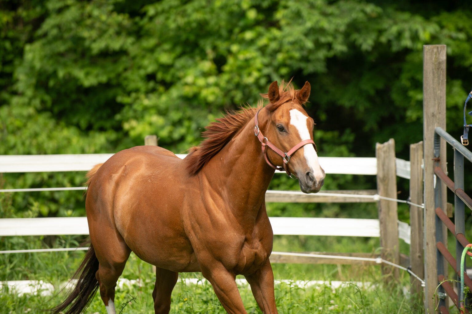 Second Chance Thoroughbreds, Inc. | Known for their athleticism, heart ...