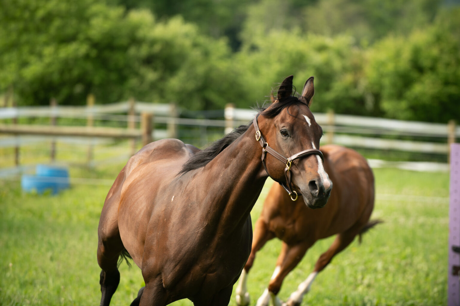 Second Chance Thoroughbreds, Inc. | Known for their athleticism, heart ...