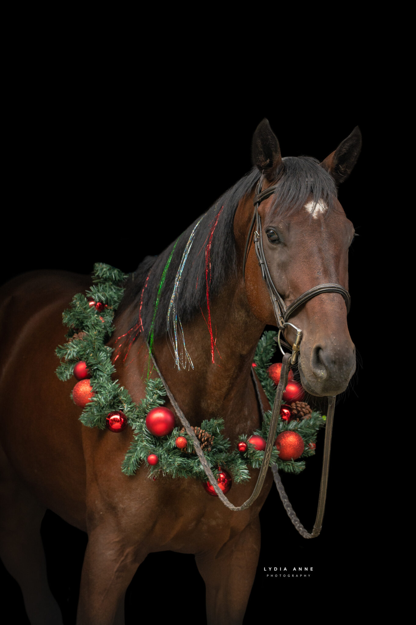 Second Chance Thoroughbreds, Inc. | Known for their athleticism, heart ...