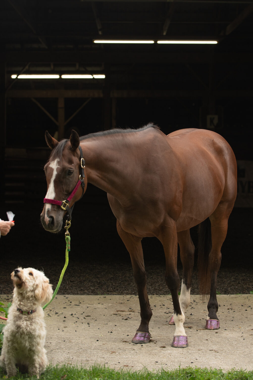 Second Chance Thoroughbreds, Inc. | Known for their athleticism, heart ...