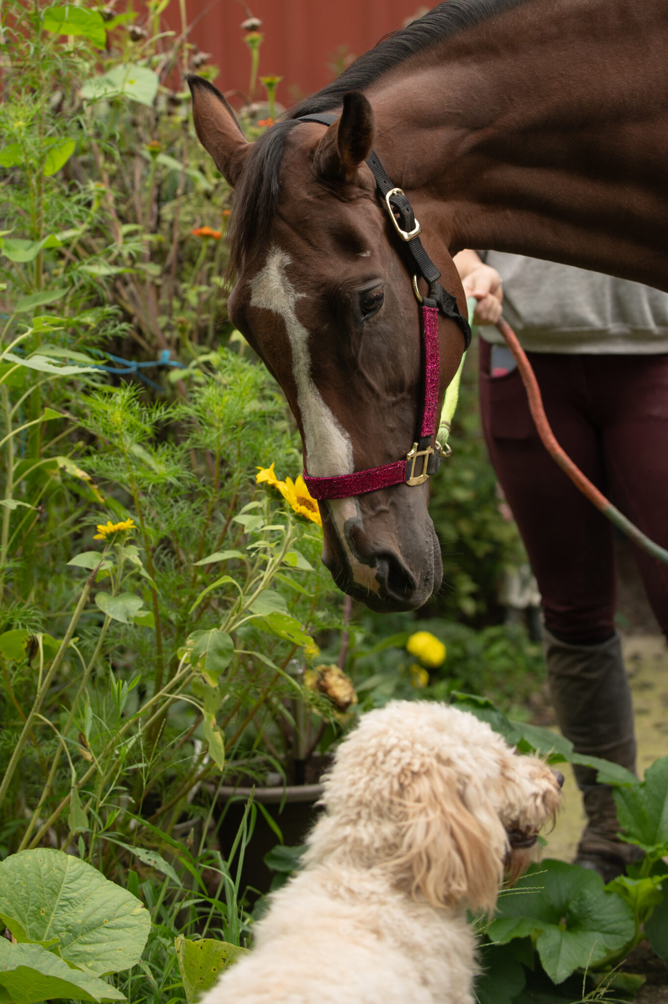 Second Chance Thoroughbreds, Inc. | Known for their athleticism, heart ...