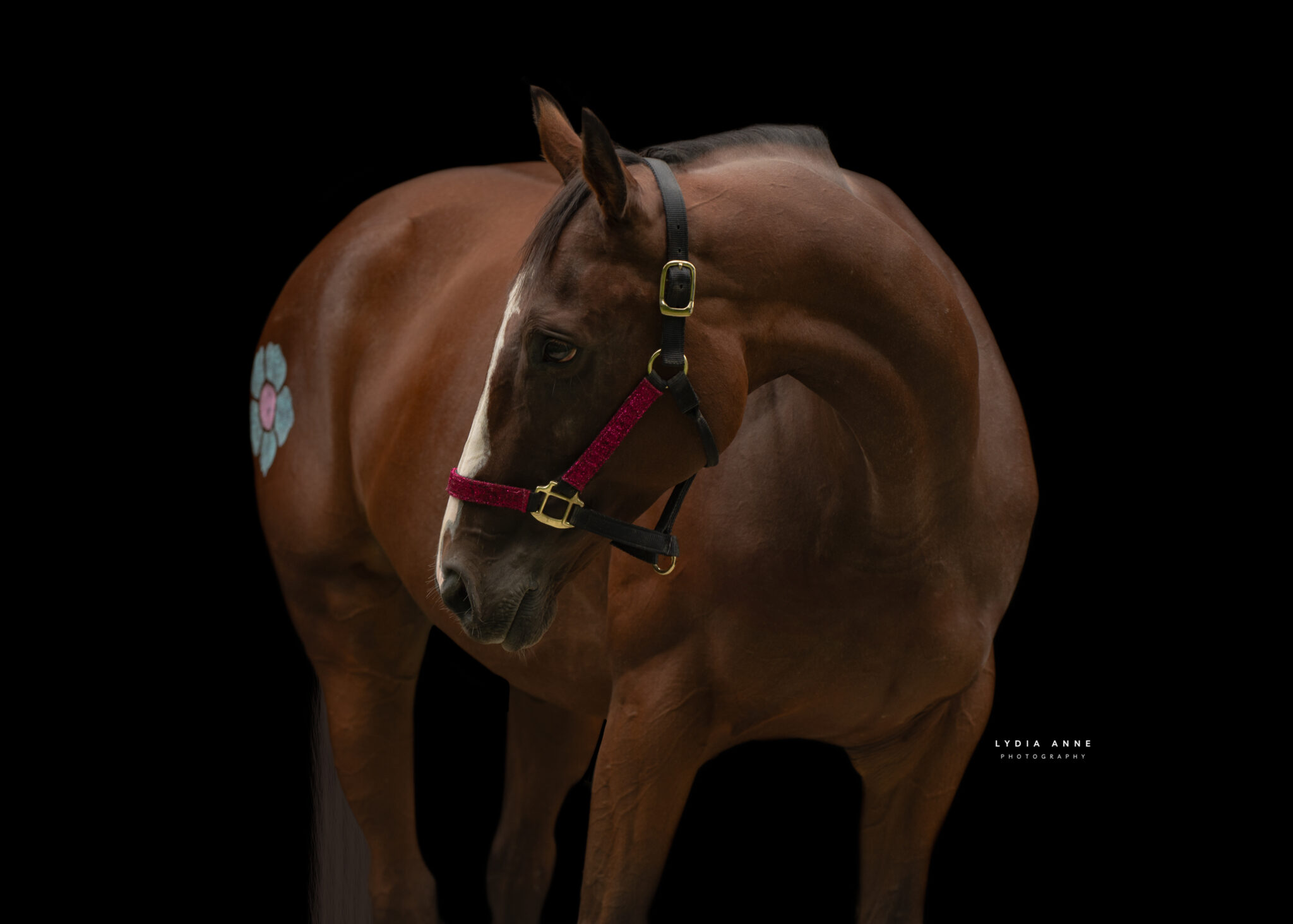 Second Chance Thoroughbreds, Inc. | Known for their athleticism, heart ...