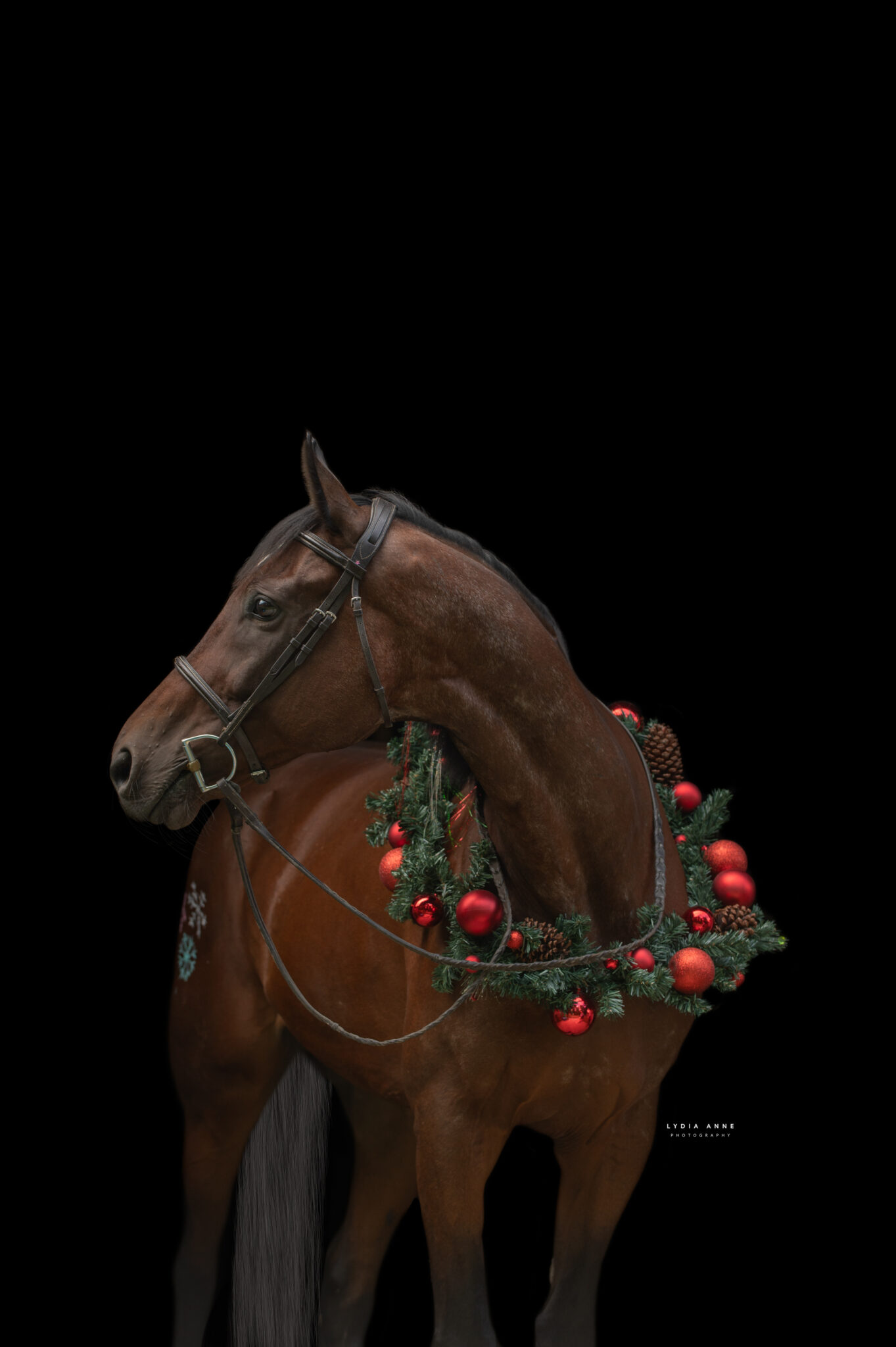 Second Chance Thoroughbreds, Inc. | Known for their athleticism, heart ...