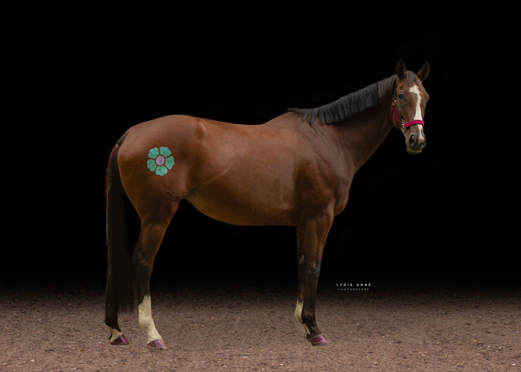 Second Chance Thoroughbreds, Inc. | Known for their athleticism, heart ...
