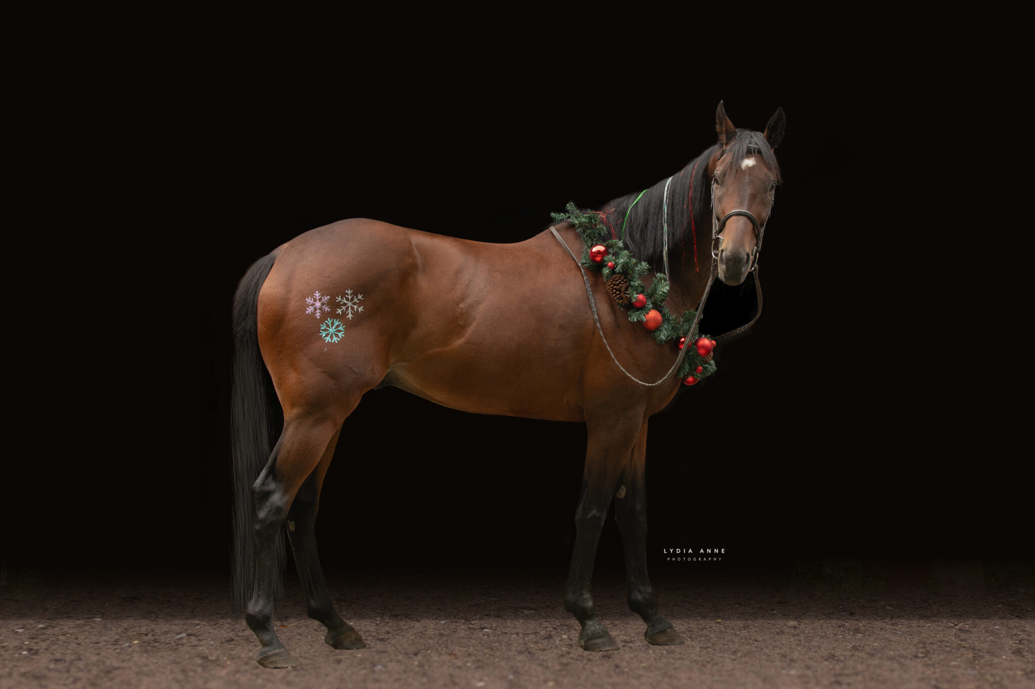 Second Chance Thoroughbreds, Inc. | Known for their athleticism, heart ...