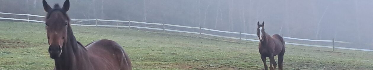 Second Chance Thoroughbreds, Inc.