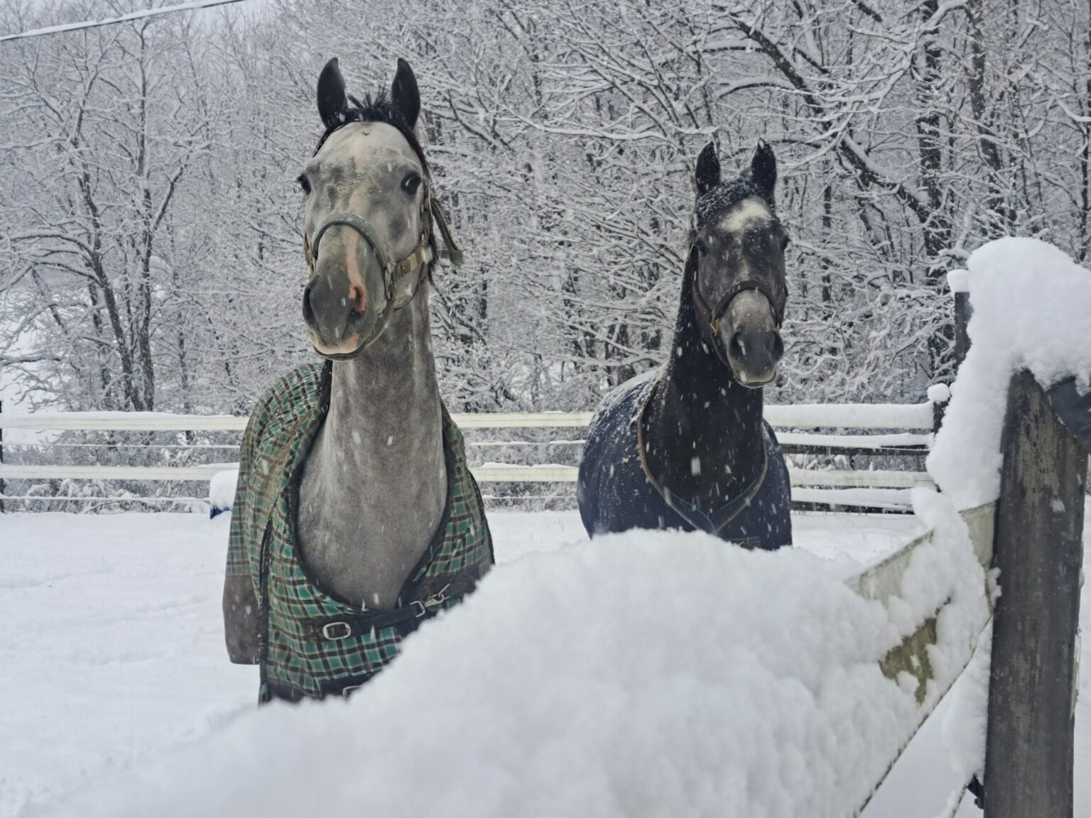 Second Chance Thoroughbreds, Inc. | Known for their athleticism, heart ...