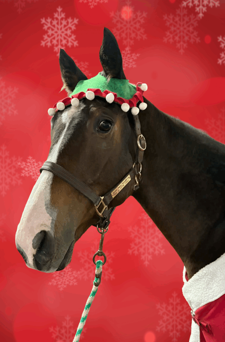 Second Chance Thoroughbreds, Inc. | Known for their athleticism, heart ...