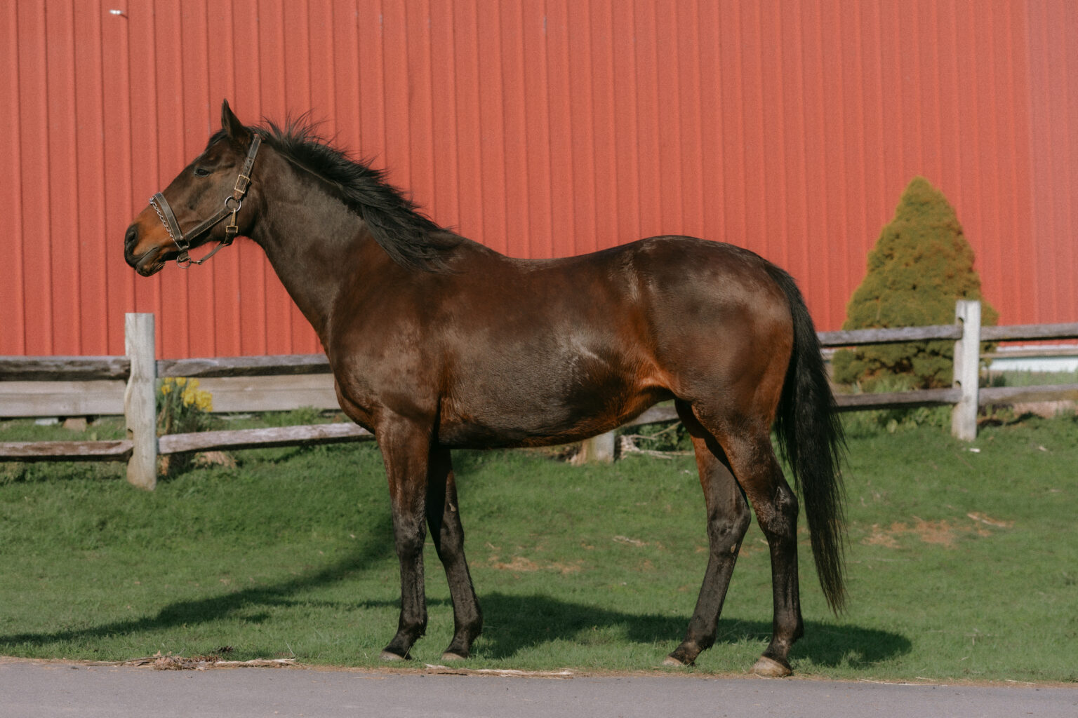 Second Chance Thoroughbreds, Inc. | Known for their athleticism, heart ...