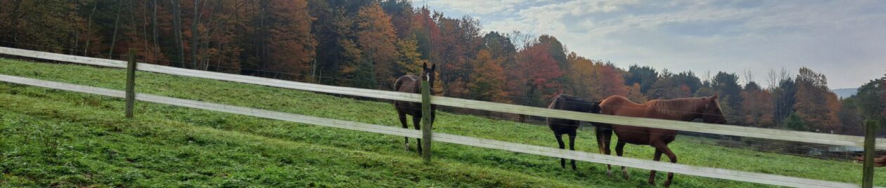 Second Chance Thoroughbreds, Inc.